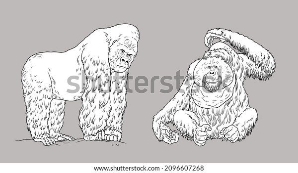 Gorilla and orangutan illustration. Big apes for\
coloring book.