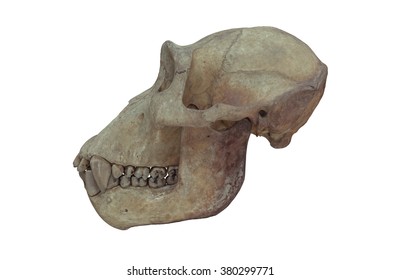 Gorilla Skull On White Background