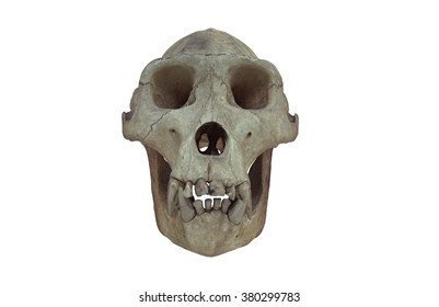 Gorilla Skull On White Background