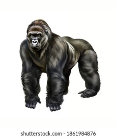 gorilla standing, realistic drawing, illustration for animal encyclopedia of Africa, isolated image on white background