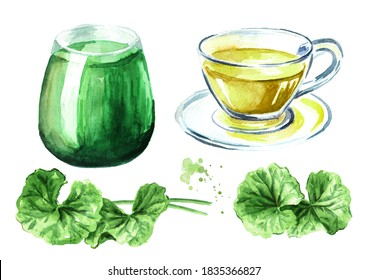 고투 콜라 음료나 주스, 센텔라 아시아티카, 스톡 일러스트 1836187261 | Shutterstock