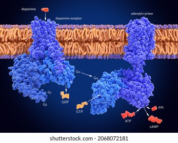 G-protein Coupled Dopamine Receptor. Dopamine Binding Leads To A Cyclic AMP Signal Spreading Through The Cell. Source: PDB Entries 7ljd, 6r3q. 3d Illustration