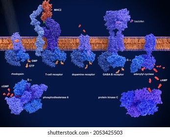 G-protein-coupled Receptors (GPCRs)  From Left To Right, Rhodopsin, T-cell Receptor With MHC, Dopamine Receptor,  GABA B Receptor. 3d Illustration