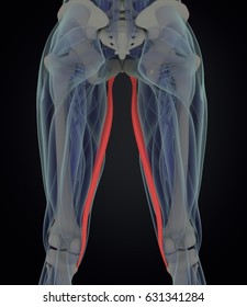 Gracilis Muscle Female Muscle Anatomy 3d Stock Illustration 631341284