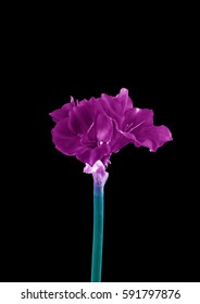 gradient flower