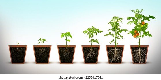 Gradual growth tomatoes  Life cycle tomato plant  leaf  flower   fruiting stages  Cutaway flower pot  3d flat style cartoon illustration isolated white background