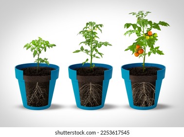 Gradual growth tomatoes  Life cycle tomato plant  leaf  flower   fruiting stages  Cutaway flower pot  3d flat style cartoon illustration isolated white background