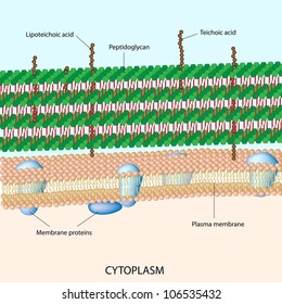 Gram Positive Bacterial Cell Wall