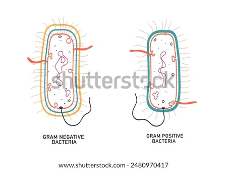 Gram positive and Gram negative bacteria- comparison