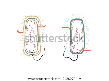 Gram positive and Gram negative bacteria- comparison
