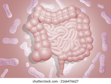 Gram-positive Anaerobic Bacteria. Gastro Intestinal Tract. Background With Bifidobacterial And Guts. Sedate Bifidobacterial. Microbiome Pink Background. Microflora Visualization Intestine. 3d Image