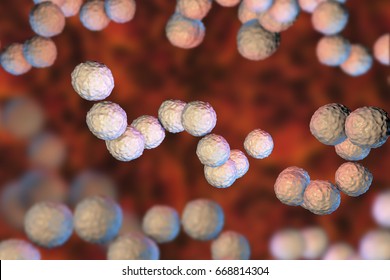 Gram-positive Bacteria Streptococcus Pyogenes Which Cause Scarlet Fever And Other Infections, 3D Illustration