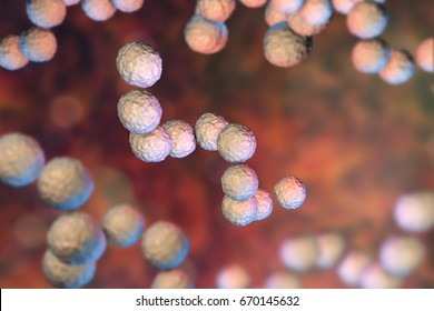 Gram-positive Bacteria Streptococcus Pyogenes Which Cause Scarlet Fever And Other Infections, 3D Illustration