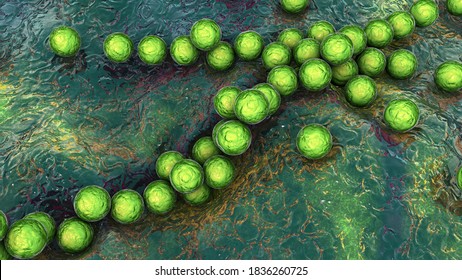 Gram-positive Bacteria Streptococcus, S. Pyogenes, S. Agalactiae And Other Streptococci, The Causative Agents Of Scarlet Fever And Other Infections, 3D Illustration