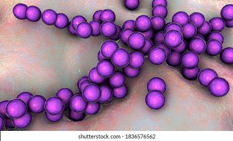 Gram-positive Bacteria Streptococcus, S. Pyogenes, S. Agalactiae And Other Streptococci, The Causative Agents Of Scarlet Fever And Other Infections, 3D Illustration