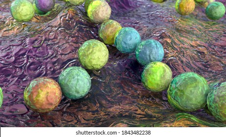 Gram-positive Bacteria Streptococcus, S. Pyogenes, S. Agalactiae And Other Streptococci, The Causative Agents Of Scarlet Fever And Other Infections, 3D Illustration