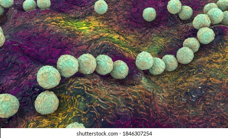 Gram-positive Bacteria Streptococcus, S. Pyogenes, S. Agalactiae And Other Streptococci, The Causative Agents Of Scarlet Fever And Other Infections, 3D Illustration