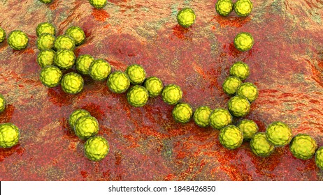 Gram-positive Bacteria Streptococcus, S. Pyogenes, S. Agalactiae And Other Streptococci, The Causative Agents Of Scarlet Fever And Other Infections, 3D Illustration