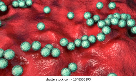 Gram-positive Bacteria Streptococcus, S. Pyogenes, S. Agalactiae And Other Streptococci, The Causative Agents Of Scarlet Fever And Other Infections, 3D Illustration