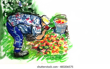 Grand Ma In The Summer Garden Touches Tomatoes.watercolor Pastel Illustration