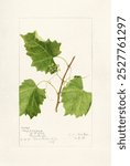 Grape (1907) by Amanda Almira Newton. Vintage Grape vine branch watercolor art illustration, Grape vine branch watercolor painting, Grape vine branch art print