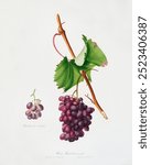 Grape Barbarossa (Vitis vinifera) (1817 - 1839) by Giorgio Gallesio (1772-1839). Vintage fruit art, fruit plant drawing illustration, old plant painting, fruit art print.