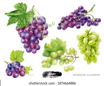 Grape branches big set watercolor illustration isolated on white background