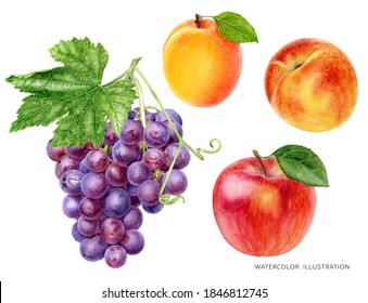 Grape bunch with leaf apple peach apricot food set watercolor illustration isolated on white background