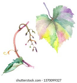 Grape green leaves in a watercolor style isolated. Watercolor background illustration set. Watercolour drawing fashion aquarelle. Isolated fruit illustration element.