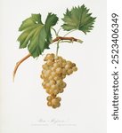 Grape vine (Vitis vinifera Niciensis) (1817 - 1839) by Giorgio Gallesio (1772-1839). Vintage fruit art, fruit plant drawing illustration, old plant painting, fruit art print.