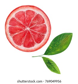 Grapefruit Two Leaves Watercolor Illustration On Stock Illustration ...