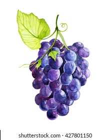 Grapes Watercolor