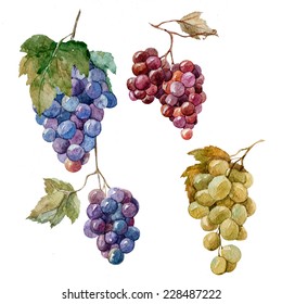 Grapes, Watercolor, Bunch