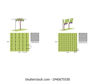 Grapevine Growing Stages Infographic Elements In Flat Design. Planting Process Of Grape 1 - 3 Years From Seeds, Sprout, Bud Break, Flowering, Fruit Set, Veraison, Harvest, Ripe Grape Bunch Isolated.