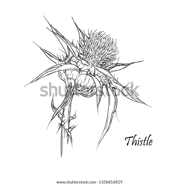 Graphic Botanical Illustration Thistle Made On Stock Illustration