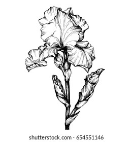 Graphic The Branch Flower Iris. Coloring Book Page Doodle For Adult And Children. Black And White Outline Illustration. Decorative Ornamental Flowers For Printing On T-shirts Or Coloring Books.