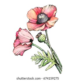 Graphic the branch red poppies flowers with a bud (Papaver somniferum, the opium poppy). Black and white outline illustration with watercolor hand drawn painting. Isolated on white background.
