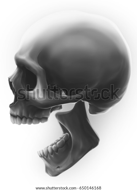 Graphic Detailed Grey Human Skull Profile のイラスト素材