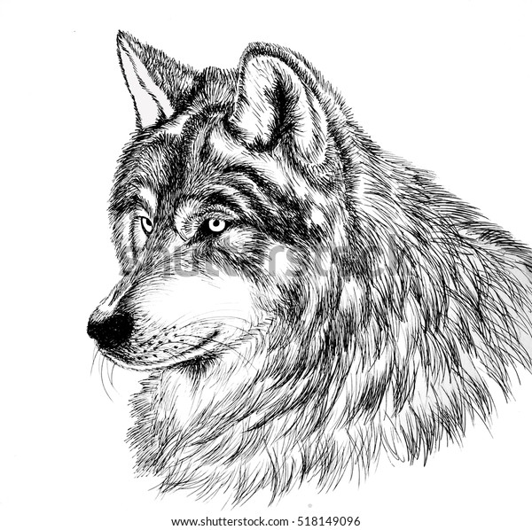 Graphic Drawing Head Wolf Drawn Black Stock Illustration 518149096 ...