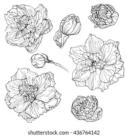 Larkspur Flower Drawing - Bilscreen