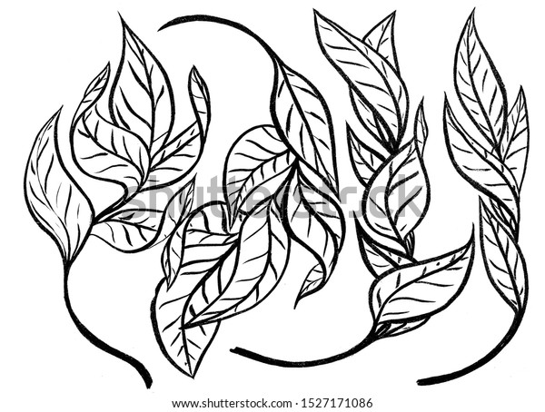 Graphic leaves elements drawn with\
ink. Black-and-white graphics for design. Set of hand drawn design\
elements. Collection of black ink abstract\
textures.