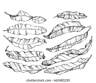 Graphic The Set Exotic Tropical Banana Leaves. Black And White Outline Illustration, On White Background.