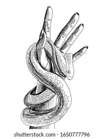 Graphic Snake On A Female Hand. Illustration. Wild Animal Reptile Sketch. Dangerous Pet Art