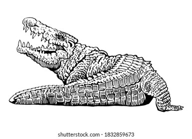 Graphical Angry Crocodile Isolated On White Stock Illustration ...