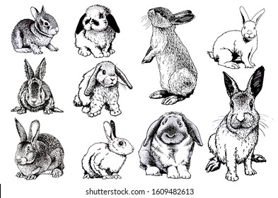 145,157 Rabbit Set Images, Stock Photos & Vectors | Shutterstock