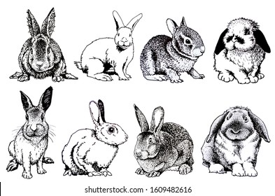 Bunny Rabbit Stock Vector (Royalty Free) 340175372