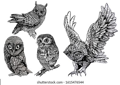 2,812 Owl engraving Images, Stock Photos & Vectors | Shutterstock