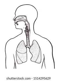 Respiratory System Stock Vector (Royalty Free) 89315977 | Shutterstock