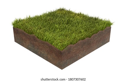 Grass Cross Section 3d Illustration On Stock Illustration 1807307602 ...