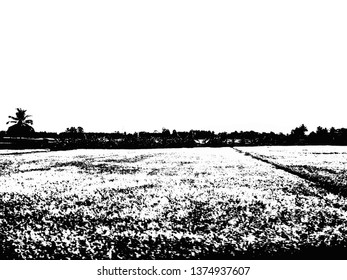 Grass fields Made in black and white illustrations.